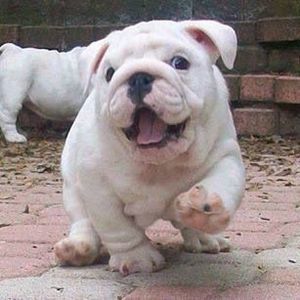 Meet your Posher, Frank